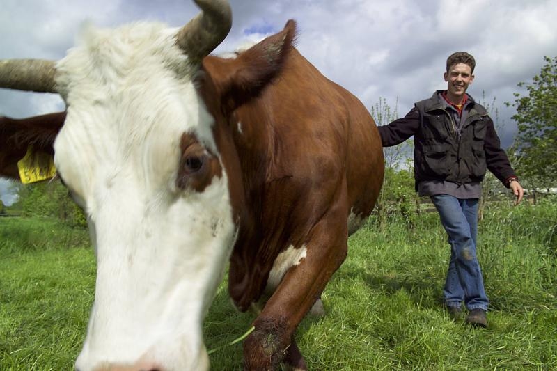 koe_en_boer_po.jpg