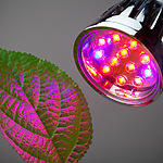 LED GROWLIGHT.JPG