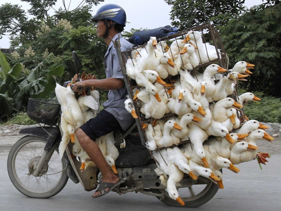 man-on-motorcycle-transporting-ducks.jpg