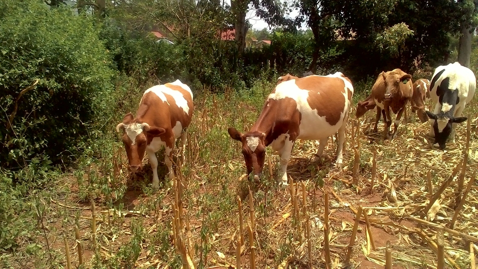 Cows at Loreto Convent