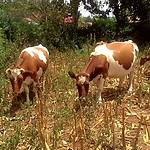 Cows at Loreto Convent