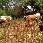 Cows at Loreto Convent