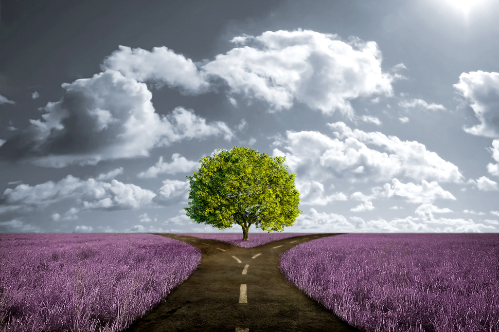 crossroad-path-in-lavender-meadow1.jpg