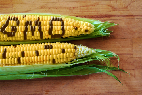 gmo corn.jpg