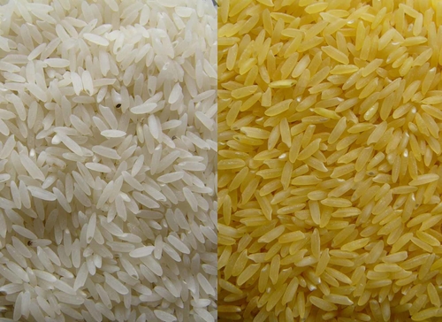 GoldenRice.jpg