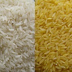 GoldenRice.jpg