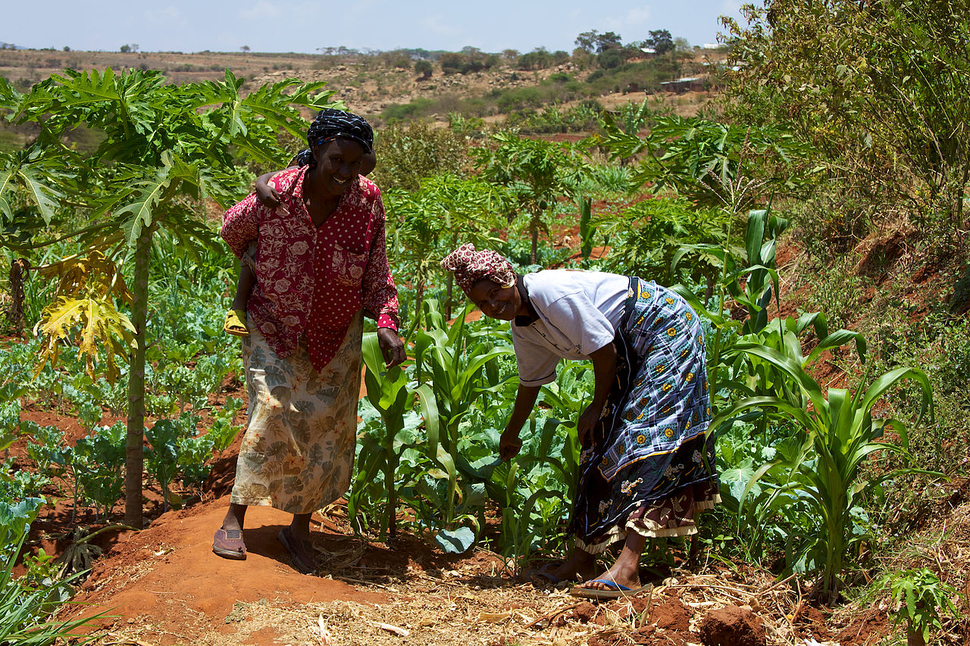 Farm in Kenya