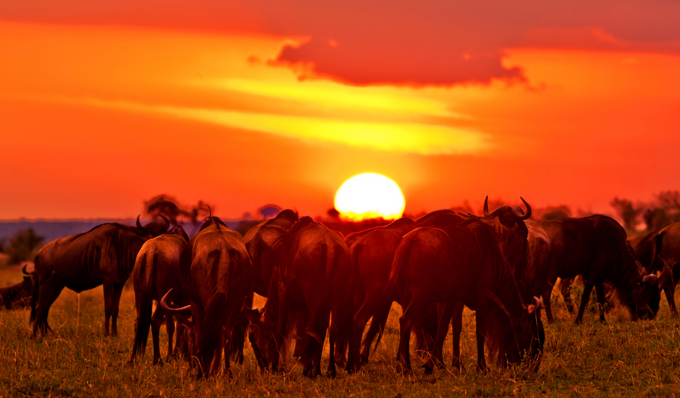 ann_bottom_Maasai Mara National Reserve.jpg