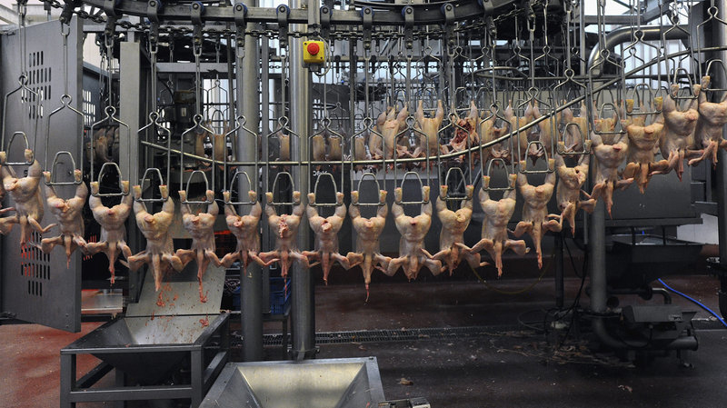 A poultry processing plant in France. Europe banned treating chicken carcasses with chlorine in the 1990s out of fear that it could cause cancer. Copyright Christophe Di Pascale/Corbis
