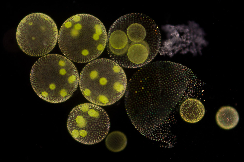 Volvox algae colonies: from simple to multicellular cooperative systems in nature