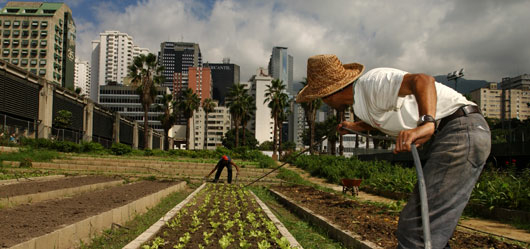 urban_agriculture_530.jpg