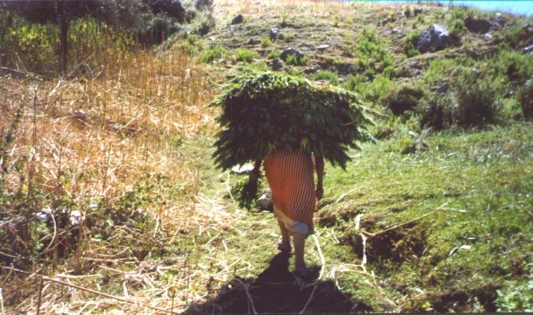 Cannabis farmer in Ketama, Morocco
