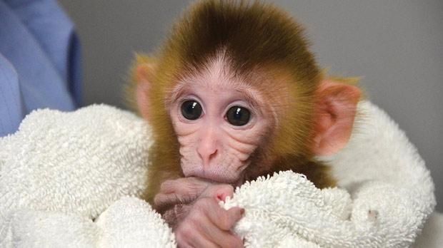 ANDi, first genetically modified monkey, source: timesofmalta.com