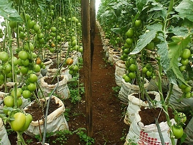 5- Greenhouse Farming Siaya Kenya.JPG